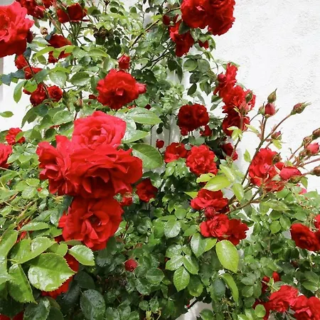 Apartment Huus Ton Witten Barg *