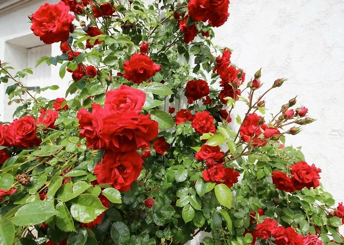 דירה Huus Ton Witten Barg *